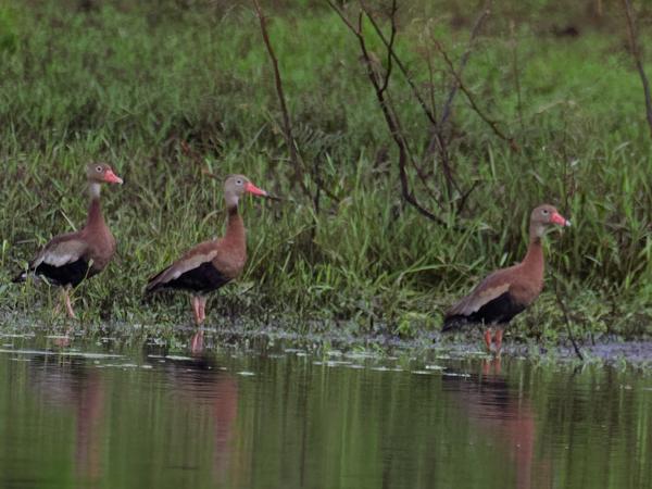 <h3><a href="/trips/costa-rica/biota/animalia/chordata/aves/007 anseriformes/003 anatidae/dendrocygna viduata/dendrocygna viduata-nl.html">Dendrocygna&nbsp;viduata</a> / White‑faced&nbsp;whistling&nbsp;duck / Witwangfluiteend</h3>OM-1 Mark II met M.300mm F4.0 + MC-14, 1/1000 sec  bij F5.6, ISO 10000